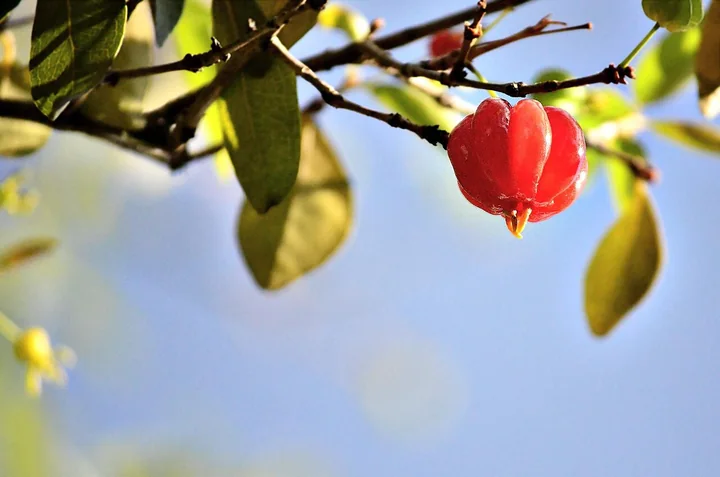 Ribbed red Brazil cherry fruits on a leafy branch