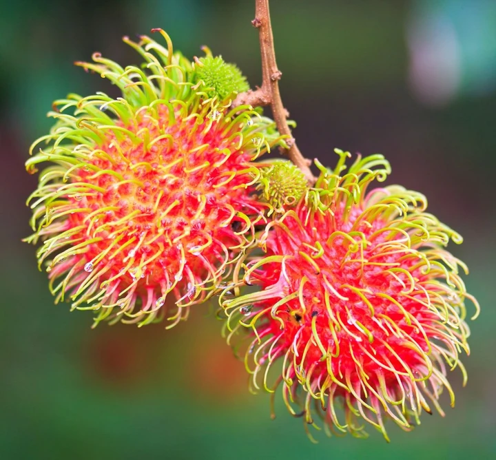 Red and green rambutan fruits growing on a branch