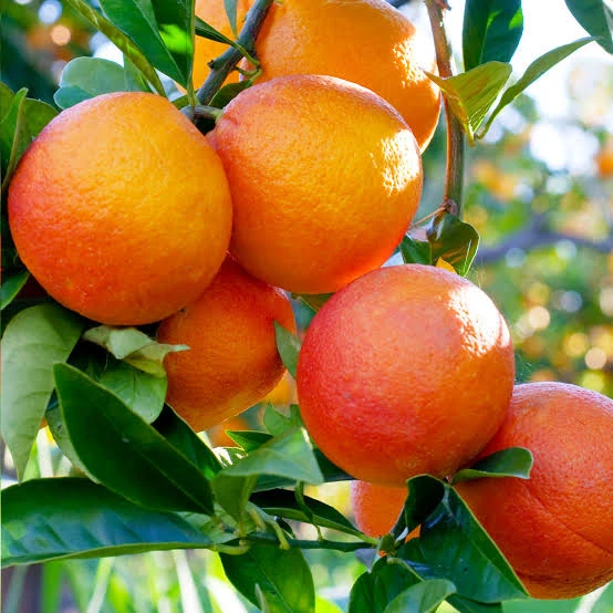 Red-blushed oranges growing among green leaves