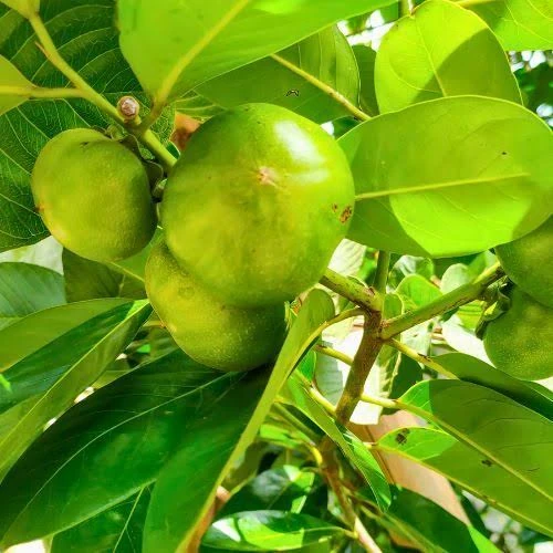 Green white sapote fruits growing on a leafy branch
