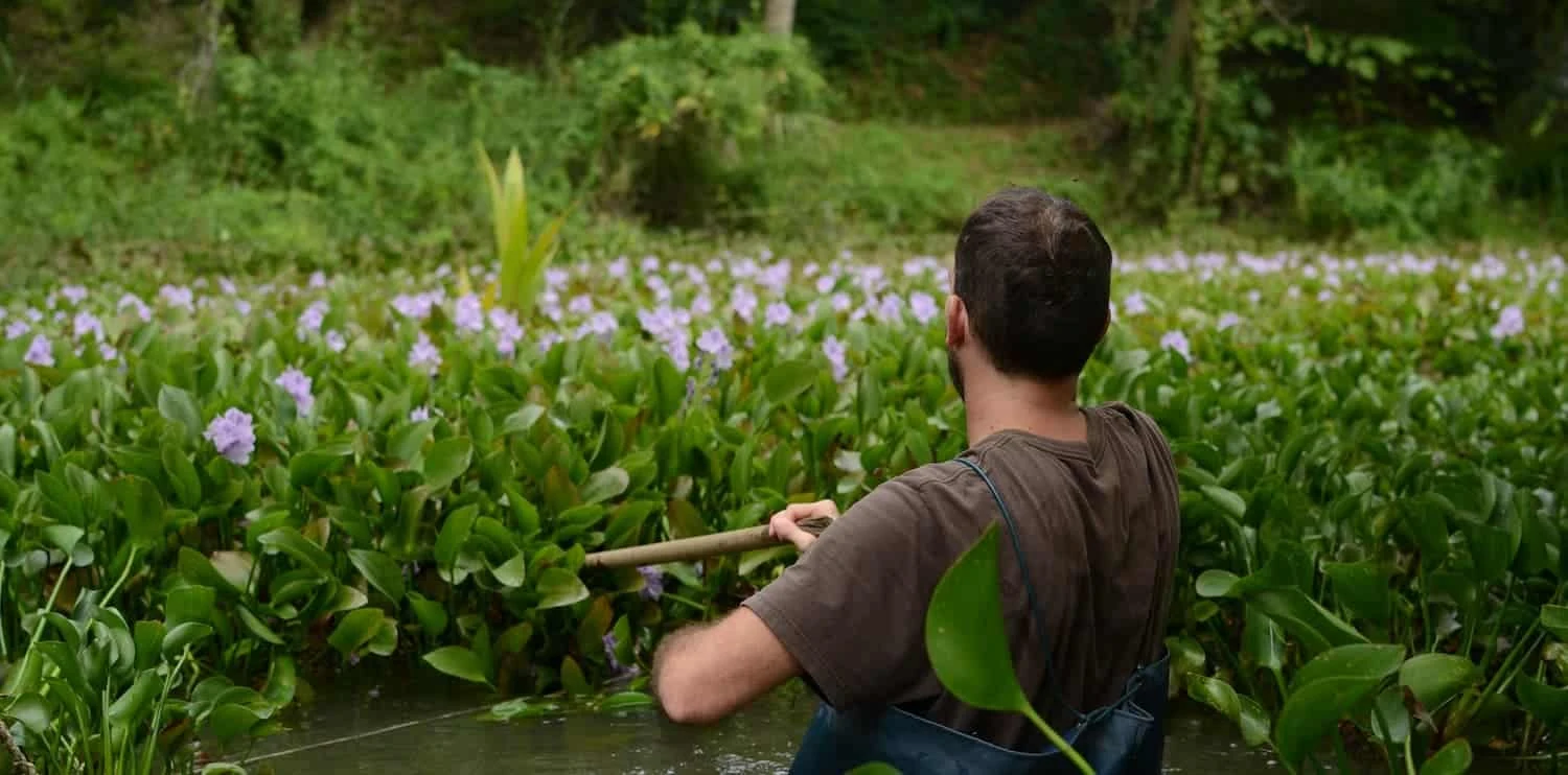A volunteer clearing plants from a pond filled with purple flowers
