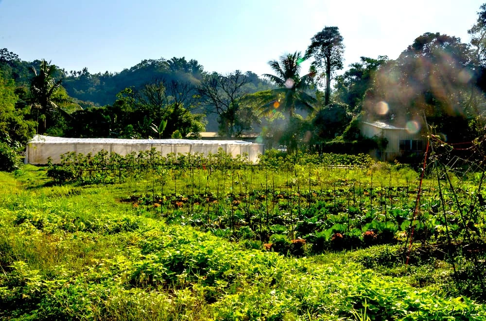 Rows of vegetables with trees, greenhouses and hills beyond