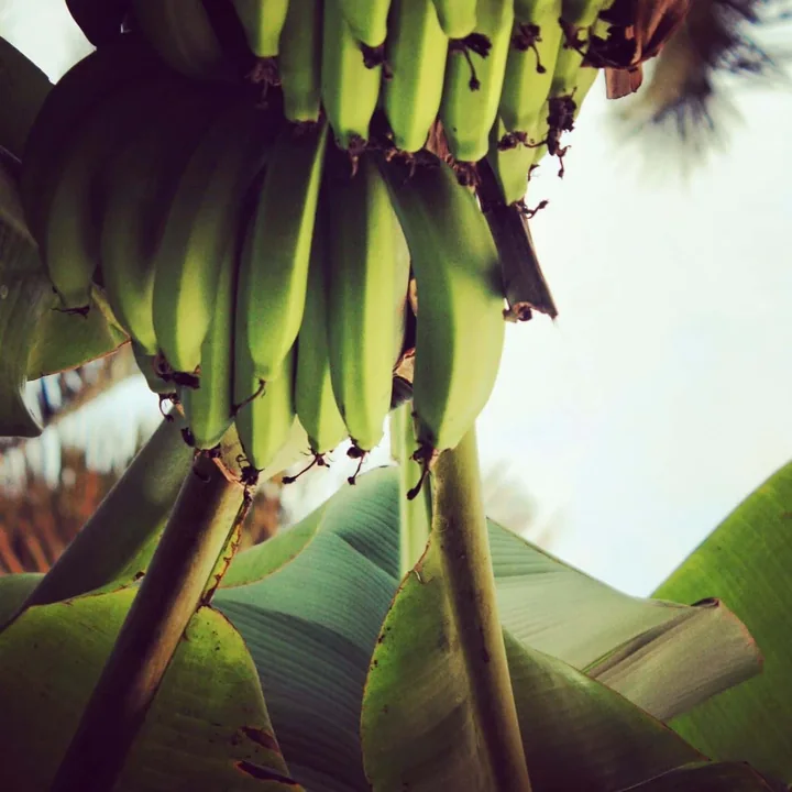 A bunch of green bananas hanging beneath broad leaves