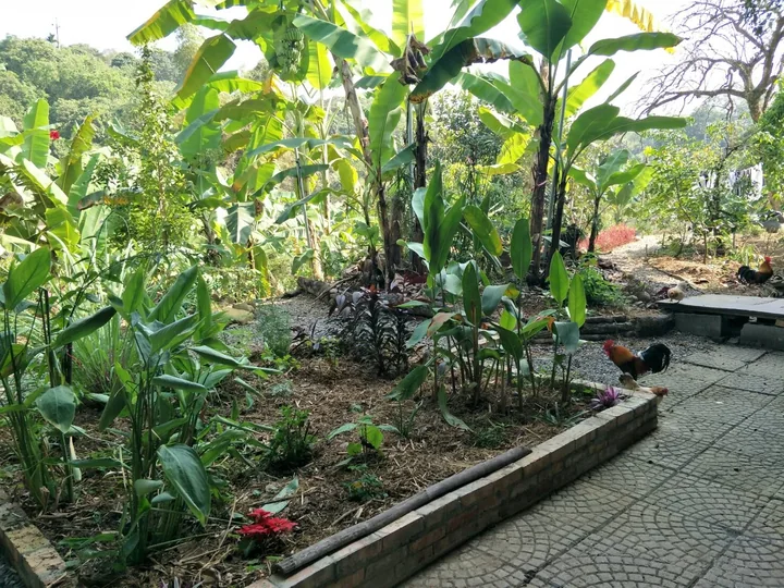 Banana plants growing beside a path and garden beds