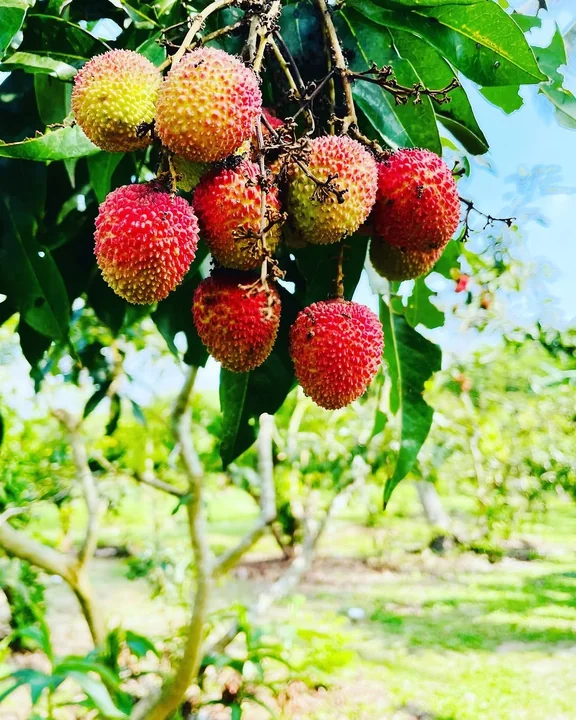 Ripe red lychees hanging in a cluster on the tree
