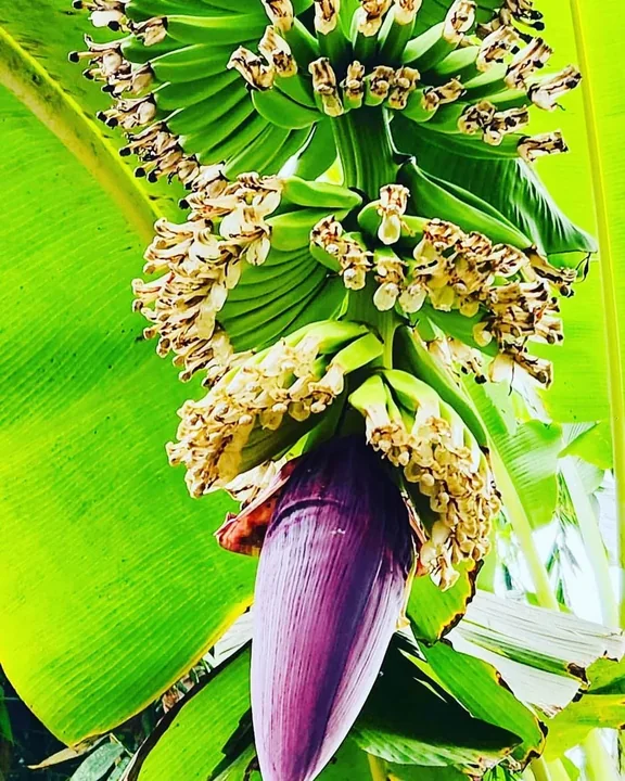 A purple banana flower below developing green bananas