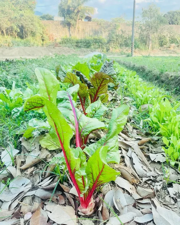 A beetroot plant growing in a mulched vegetable bed