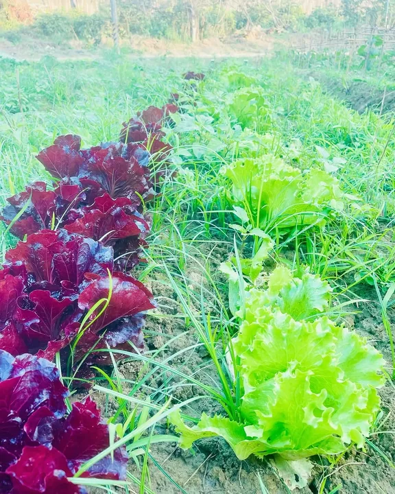 Red and green lettuces growing in the vegetable garden