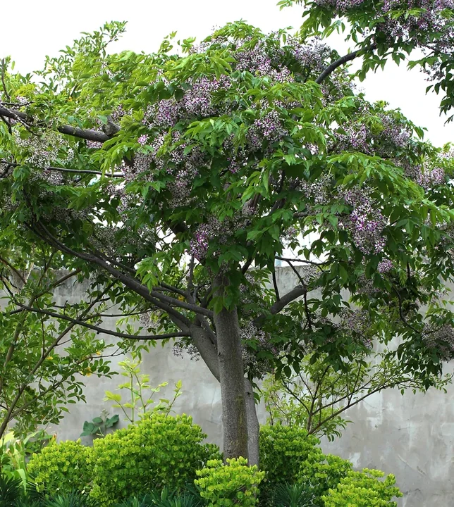 A chinaberry tree with flowers above a lawn