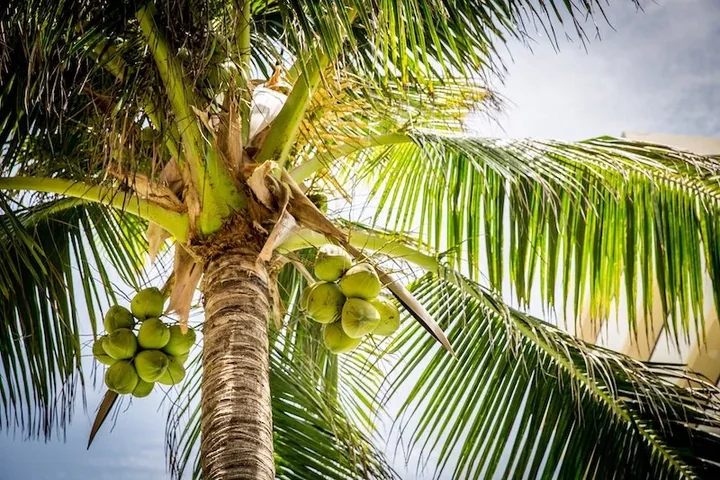 Coconuts growing high in a palm tree