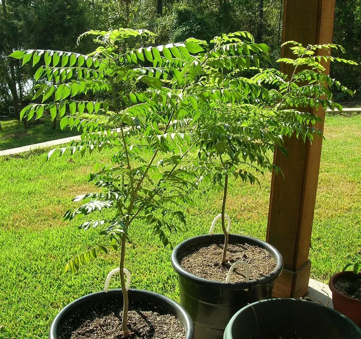 Young curry trees growing in pots