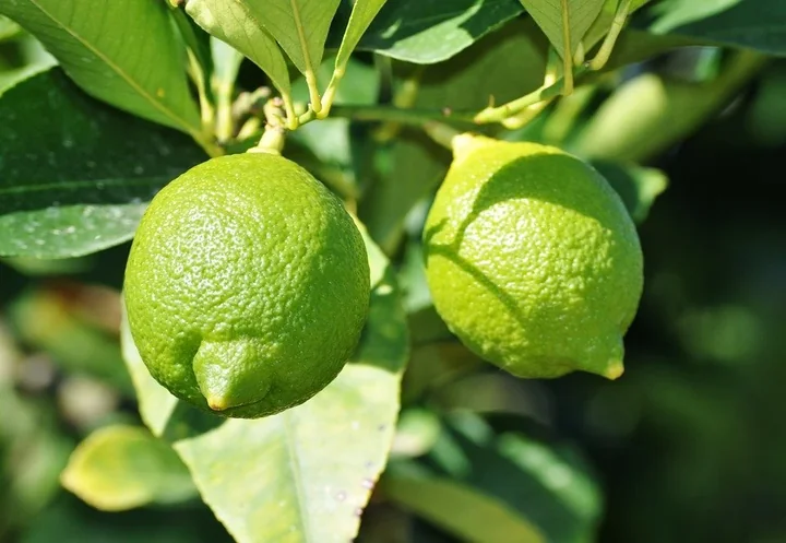 Green lemons clustered on a branch