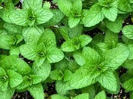 Fresh mint leaves covering a garden bed
