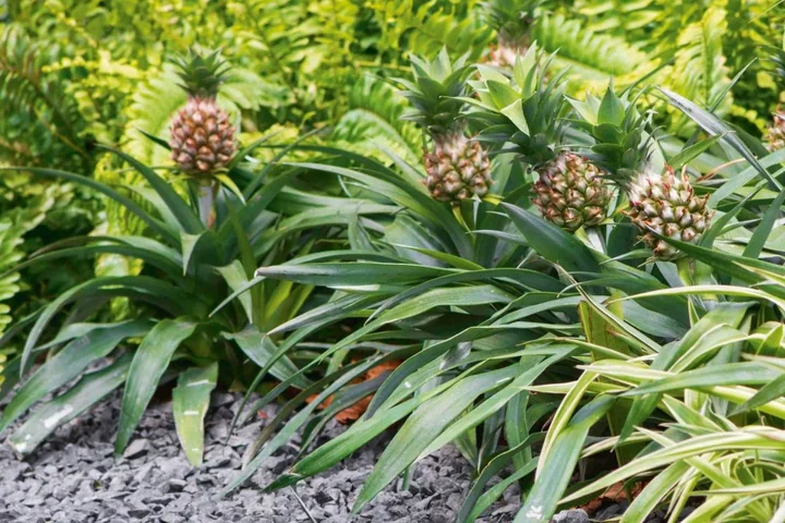 Several pineapples growing in a garden bed