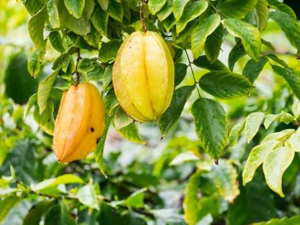 Yellow starfruits hanging among green leaves