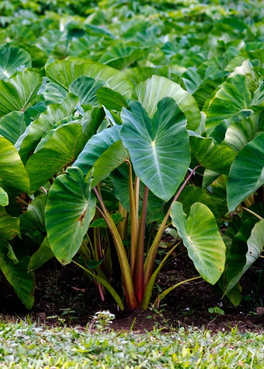 Large green taro leaves growing in a patch